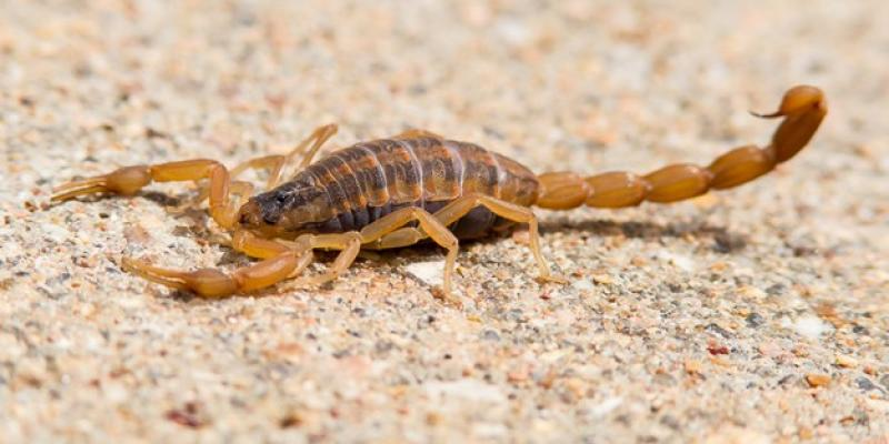 The Deadliest Animal in Each State