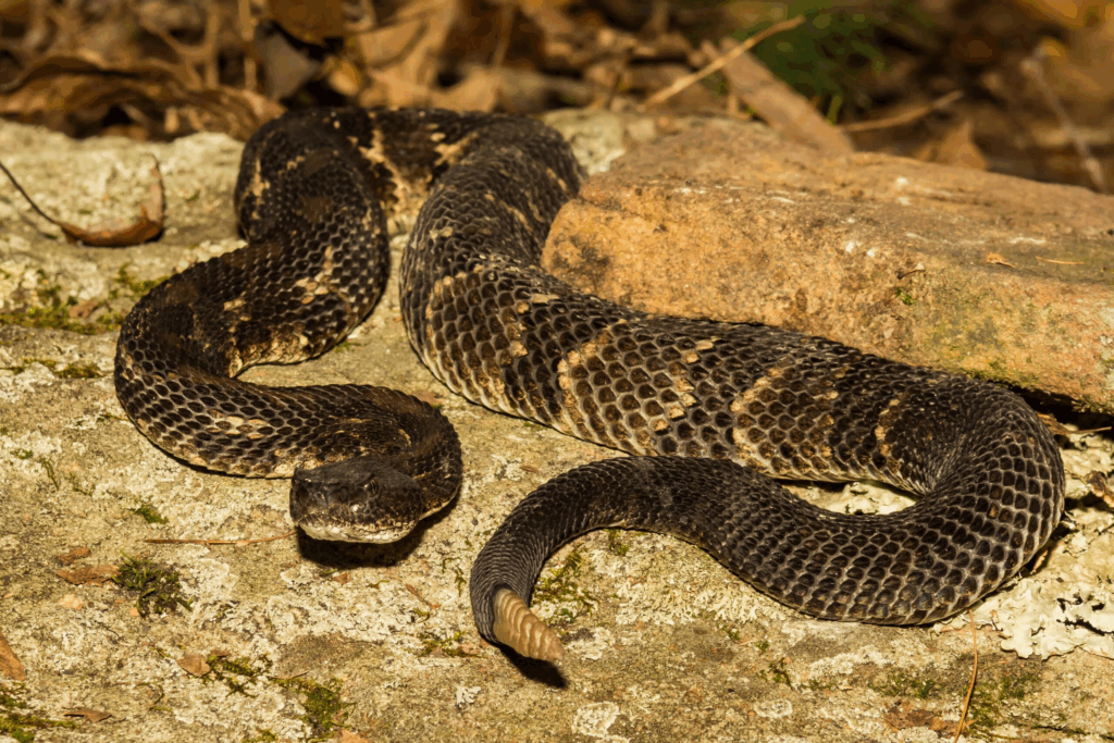 The Deadliest Animal in Each State