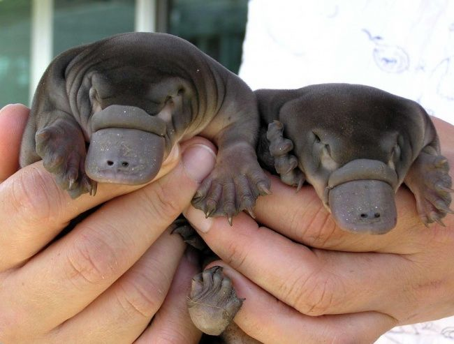 Animals You’ve Probably Never Seen As Babies