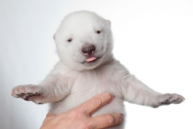 Animals You’ve Probably Never Seen As Babies
