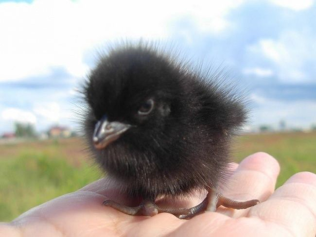 Animals You’ve Probably Never Seen As Babies