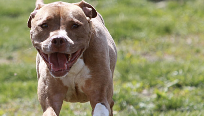 Banned Dog Breeds In Each State