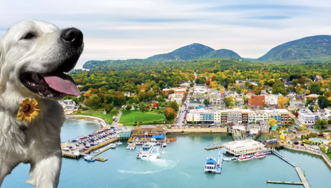 Banned Dog Breeds In Each State