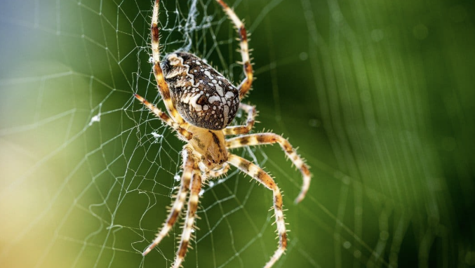 US States With The Most Spiders